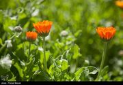 وجود ۱۸۰۰ گونه گیاه دارویی بومی در ایران