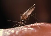 مطمئن‌ترین روش تشخیص قطعی بیماری مالاریا چیست؟