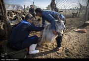 آغاز طرح رایگان واکسیناسیون دام در کردستان