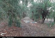 سند پارک جنگلی آزادشهر به نام دولت صادر شد