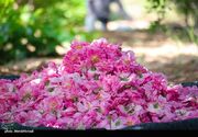 پیش‌بینی برداشت ۷۰۰۰ تن گل محمدی در کاشان