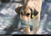 فیلم/ لحظه حمله مرگبار "سگ ولگرد" به دختر ۸ ساله نکایی