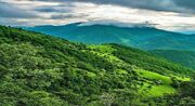 احیای جنگل‌های زاگرس با حفظ تعادل طبیعی و توسعه جنگل‌ها