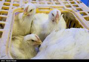 شیوع آنفولانزای پرندگان در استرالیا