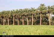 تولید ۱۷۵ هزار تن خرما در استان بوشهر