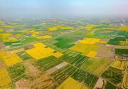 ۶۸۷مورد تغییر کاربری غیرمجاز در اراضی کشاورزی خوزستان