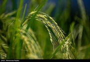 اجرای مصوبه حذف ارز ترجیحی برنج در مازندران