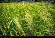نخستین برداشت مکانیزه برنج آغاز شد