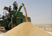 رشد ۶۳ درصدی خرید گندم در خراسان شمالی