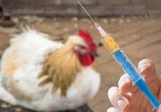 واکسن نوترکیب آنفلوانزا H۵ برای اولین بار در کشور تولید شد