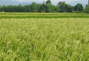 افزایش ۱۰ درصدی تولید برنج مازندران