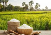 ۳ راهکار مهم برای حمایت از برنج‌کاران/ حذف ارز واردات برنج