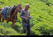 گلایه واردکنندگان از منوط کردن واردات چای به خرید چای داخلی