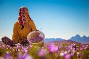رنگ باختن زعفران ایرانی در بازارهای جهانی