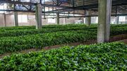 فعالیت ۷۸ کارخانه چایسازی در شمال کشور
فعالیت ۷۸ کارخانه چایسازی در شمال کشور