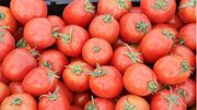 ۵۶۰ هزار تن گوجه فرنگی در استان بوشهر تولید می‌شود