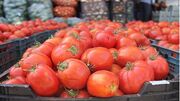 قیمت گوجه فرنگی در استان بوشهر پایین آمد
