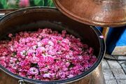 ثبت روز گل محمدی و گلاب در ضمیمه تقویم ملی کشور