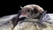 انقراض خفاش‌ها و افزایش سرسام‌آور پشه‌ها!