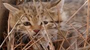 گربه سان نادر در جنوب سیستان و بلوچستان تلف شد