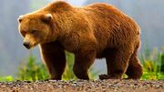 خرس قهوه‌ای در دهستان خنجشت اقلید مشاهده شد + فیلم