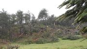 طوفانی که مانع قطع درختان در شهرستان بویین میاندشت نشد + فیلم