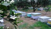 اعلام زمان مبارزه شیمیایی برای جلوگیری از تلفات زنبور عسل
