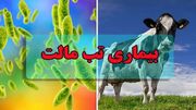 شناسایی و درمان ۶۶۸ بیمار مبتلا به تب‌مالت در کردستان