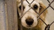 ممنوعیت بردن حیوانات خانگی به برخی اماکن عمومی