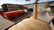ظرفیت سازی برای خرید بیش از یک میلیون تُن گندم در آذربایجان غربی