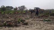 سیلاب به ۵ هزار هکتار موزستان زرآباد خسارت سنگین وارد کرد +فیلم