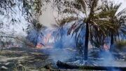 نخیلات اشکنان لامرد در آتش سوخت