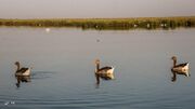 رهاسازی حقابه کامل تالاب‌های اقماری دریاچه ارومیه+فیلم