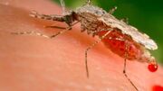 هیچ موردی از بیماری مالاریا در غرب خراسان ثبت نشده است