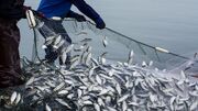تولید ۸۰ درصد تورهای ماهیگیری در سیستان و بلوچستان