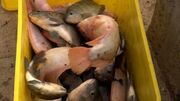 برداشت ۵۰۰ تن ماهی تیلاپیا در استان یزد