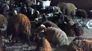 تلف شدن ۵۷ راس گوسفند در برخورد با قطار در آبیک