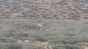 مشاهده پلنگ در پارک ملی گلستان
