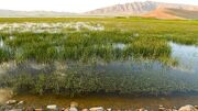 تالاب بیشه دالان، فرصتی برای رونق گردشگری طبیعت