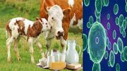احتمال ابتلا به تب مالت با مصرف شیر آلوده/ نه به مصرف لبنیات غیر بهداشتی