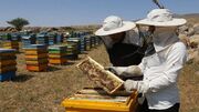 اشتغال بیش از ۶ هزار نفر در صنعت زنبورداری استان اردبیل