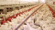 خرید مرغ مازاد پروش دهندگان مرغ گوشتی در آذربایجان شرقی