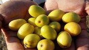 حدود هفت هزار تن میوه گرمسیری کُنار در سیستان و بلوچستان برداشت شد