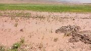 خسارت بیش از ۱۳ میلیارد تومانی سیل در فیروزه
