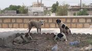 داستان تکراری پرسه آزادانه سگ‌های ولگرد در معابر این بار در هشتگرد + فیلم