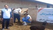 واکسیناسیون و سمپاشی رایگان اماکن دامی روستایی در اسکو
