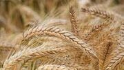 پیش بینی خرید ۵۰۰ هزار تن گندم از کشاورزان