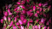 جایگاه نخست ایران در تولید و صادرات گلاب و غنچه گل محمدی
