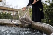 تولید سالانه ۱۰۰۰ تن انواع ماهیان در شهرستان نیر