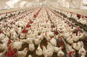 تراز تجاری صنعت مرغداری با رونق صادرات مثبت می شود